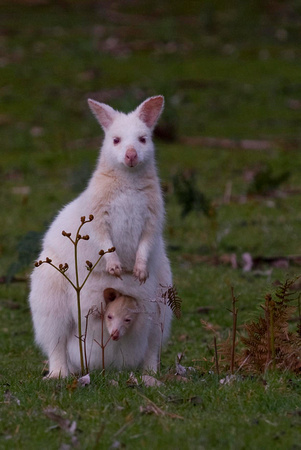 White Bennetts Wallaby