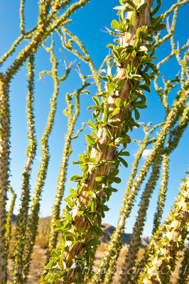 Ocotillo sprouting green leafs after a rare desert rain shower, Joshua Tree NP