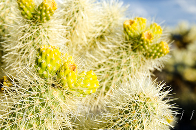 Cholla cactus, Joshua Tree NP