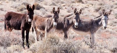 Wild burros near Beatty, NV