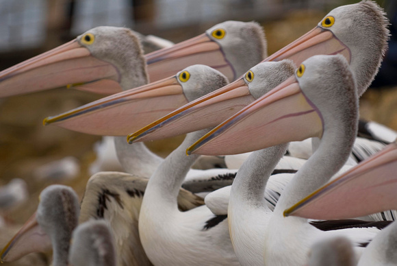 Australian pelican - Pelecanus conspicillatus