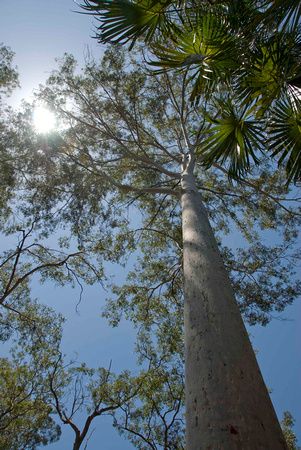 One very tall tree -