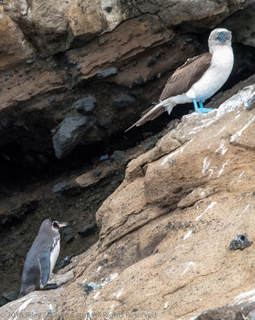 Score! Galapagos penguin and blue footed booby