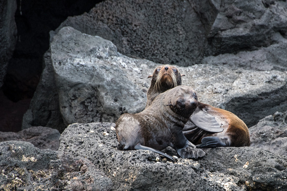 Female fur seal with pup