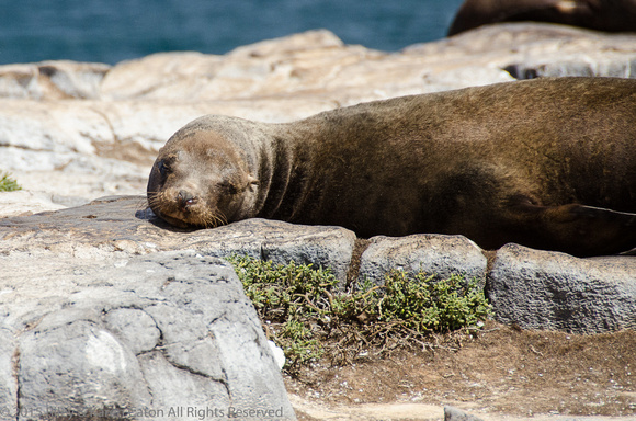 One very tired fur seal