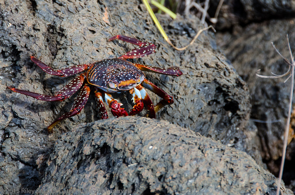 Beautiful Sally Lightfoot Crab