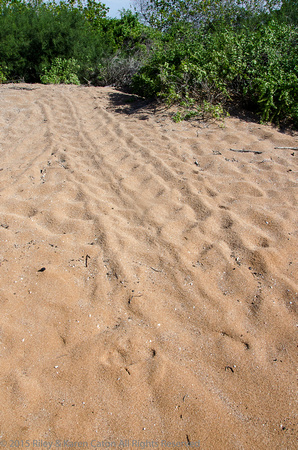 Turtle tracks....