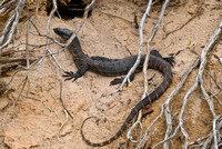 heath goanna