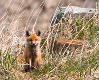 Red fox kit (pup)