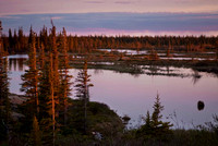 The late evening sun lights a pond at the edge of the boreal forest