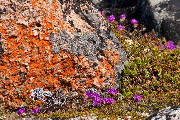 Orange star lichen and rhododendrons