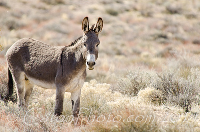 Wild burro near Beatty, NV