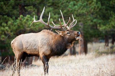 Bugling elk