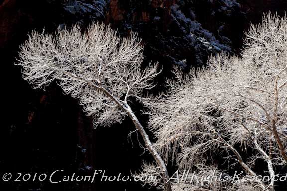 Frosted trees on black, Zion National Park, Utah
