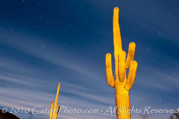 Illuminated cactus and the night sky in Organ Pipe Cactus National Monument, Arizona