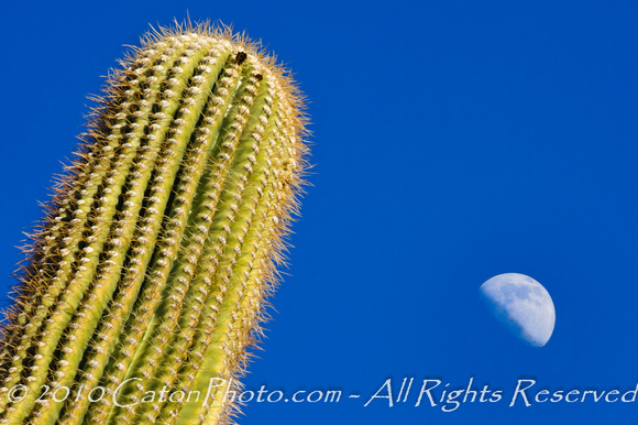 Cactus and moon at Organ Pipe Cactus National Monument, AZ