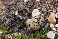 semipalmated plover chick and egg