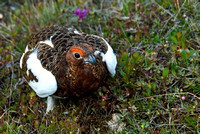 Male ptarmigan - still some white showing