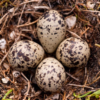 nest of plover eggs
