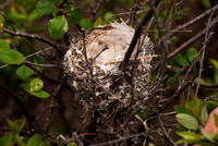 yellow warbler nest