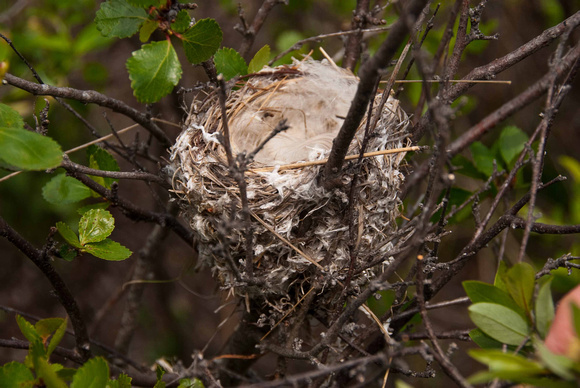 yellow warbler nest